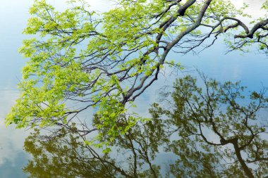 Ormanın güzel manzarası