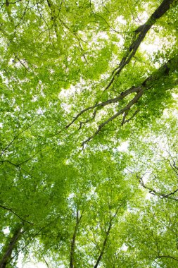 Ormanda yeşil yapraklar