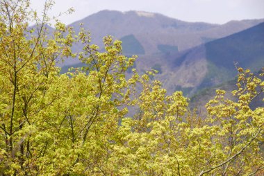 Ormanda sonbahar manzarası 