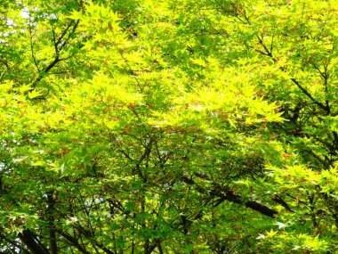 Yaz parkında gündüz vakti yeşil ağaçlar    