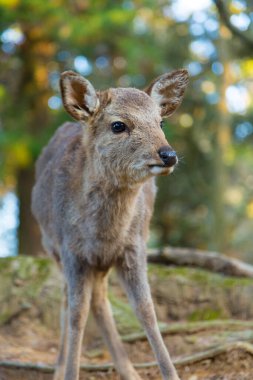 Ormandaki genç bir geyiğin portresi