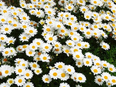 Bahçedeki güzel papatyalar