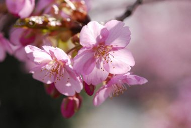Japonya 'da kiraz çiçekleri