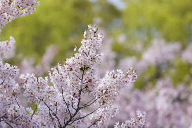 Bahçedeki güzel çiçekler