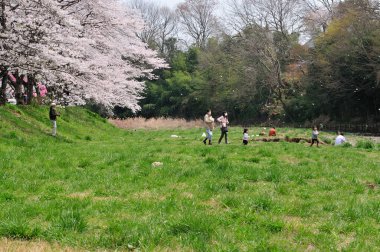 İnsanlar Japon bahçesinde güzel bir ilkbahar kiraz ağaçları ile dinleniyorlar. 