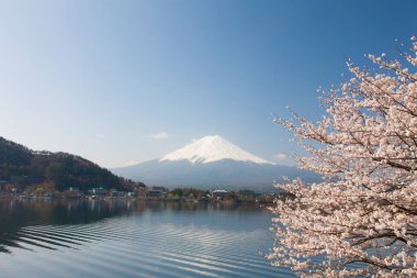 Sakura ağacıyla Fuji Dağı, Japonya 