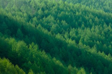 dağlarda yeşilçam ormanı