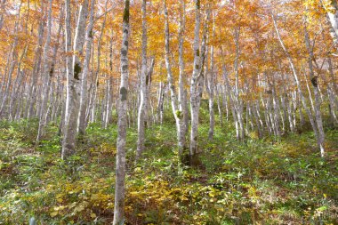 Sonbahar mevsiminde dağ ormanlarında renkli ağaçlar