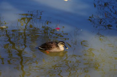 Yaban ördeği gölde yüzüyor.