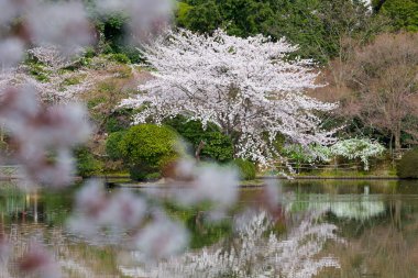 Japonya 'da kiraz çiçeği