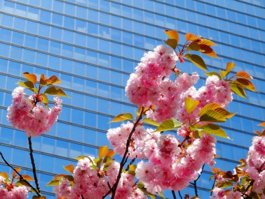 Bahçedeki güzel çiçekler