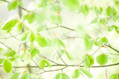 bahar yeşili yapraklar, doğa bitki örtüsü ve yapraklar
