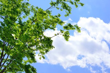 yeşil mavi gökyüzü karşı ağacının yaprakları 