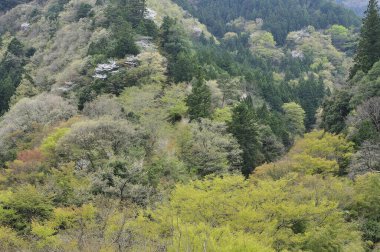 Japonya 'daki dağda güzel bir bahar ormanı