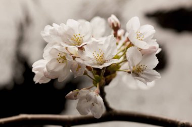 Ağaçtaki güzel beyaz çiçekler