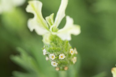 Çiçek açan rengin kapağını kapat