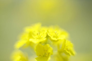 Bahçedeki sarı çiçekler, kapatın.