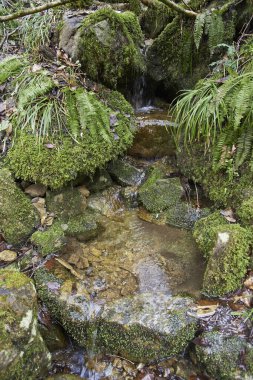 Güzel, küçük şelale yosunları ormandaki kayaları kapladı.