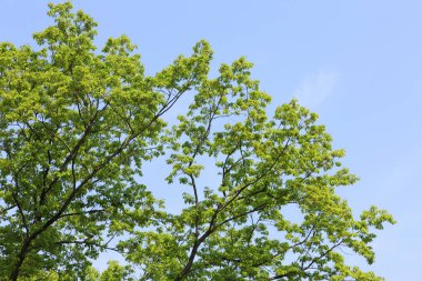 Bulutsuz bahar arka planına sahip canlı ağaçlar. 