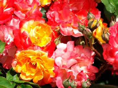 Güneşli bir günde bahçedeki parlak ve renkli gül çiçekleri