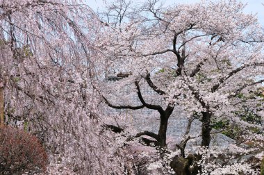 Japonya 'da kiraz çiçeği 
