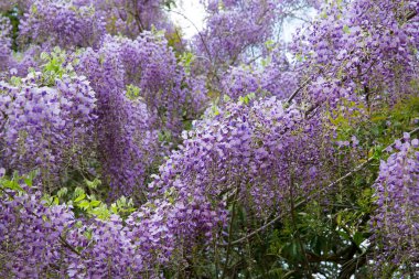 Yeşil bir çalılığın arkasında çiçek açan güzel çiçekler.