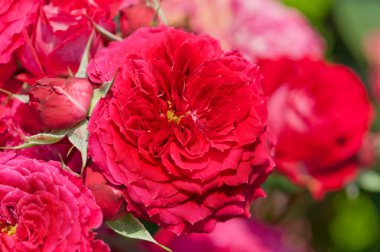 Bahçede kırmızı gül