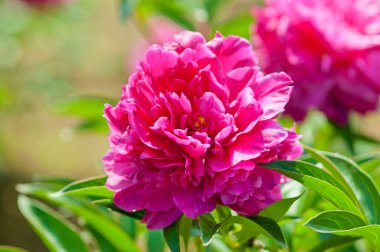 Bahçedeki güzel çiçekler