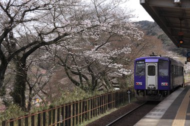Japonya 'da kiraz çiçekleri arasında hareket eden tren. 