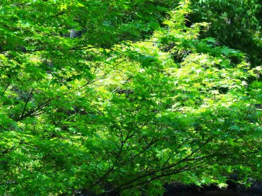 Yaz parkında gündüz vakti yeşil ağaçlar    