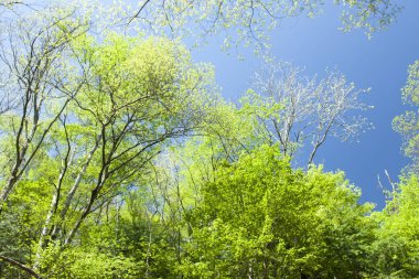 Ormanda bahar yeşili ağaçlar, doğa arka planı