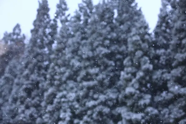 Wunderschöner Winterwald Schneebedeckte Bäume Natur — Stockfoto