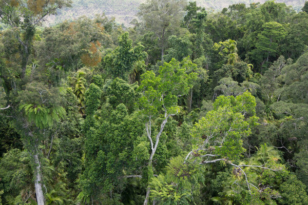 aerial view of beautiful green tropical forest               