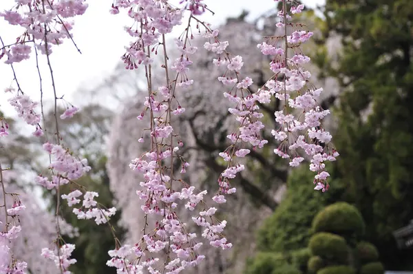 Цветение Вишни Японии — стоковое фото