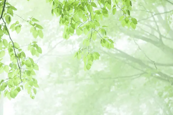 森の緑の木 自然の背景 — ストック写真
