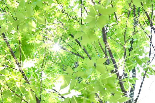 Zelené Listy Stromu Slunečného Dne — Stock fotografie