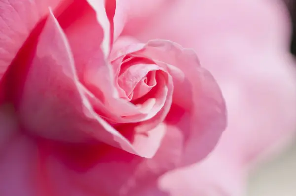 Bahçede Açan Güzel Gül Çiçeklerinin Yakın Plan Görüntüsü — Stok fotoğraf
