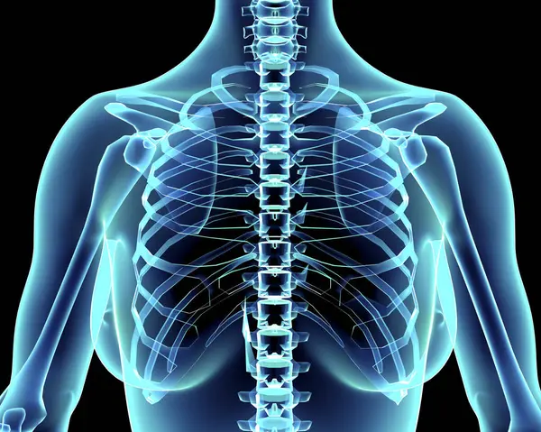 Mänskligt Skelett Skelett Anatomi För Medicinska Begrepp Illustration — Stockfoto