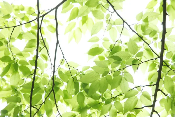 緑は背景を残している 環境保全のコンセプト — ストック写真