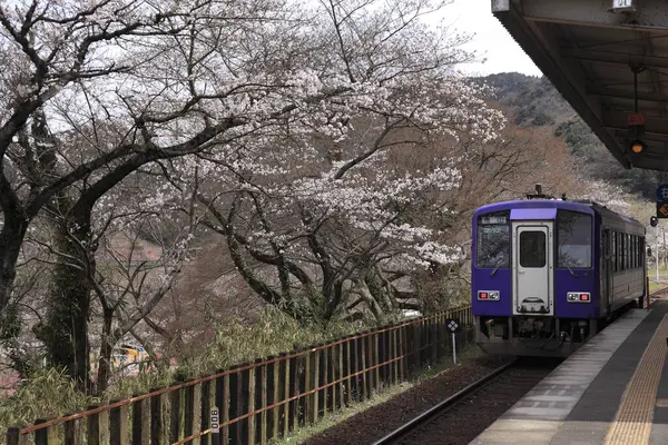 Train Moving Cherry Blossom Japan — Stock Photo, Image