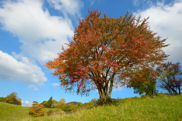 Όμορφο Φθινοπωρινό Τοπίο Φωτεινά Δέντρα — Φωτογραφία Αρχείου