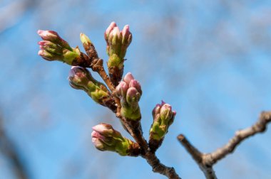 Bahar bahçesindeki ağaç dallarında güzel çiçek tomurcuklarına yakın.      