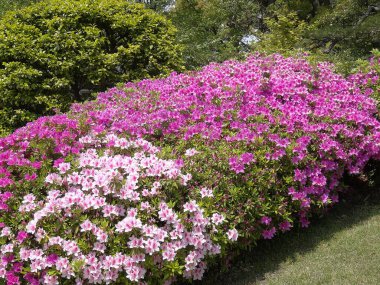 Bahçedeki güzel çiçekler