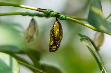 Yeşil yaprakların arasında asılı parlak altın koza
