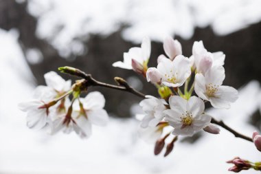 Ağaçtaki güzel beyaz çiçekler