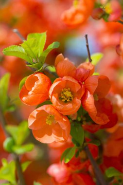 Bahçede güzel kırmızı güller