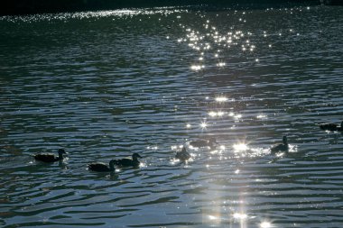 Güneşli bir akşamda suda yüzen sevimli ördekler.