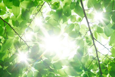 Yeşil bahar yaprakları. Doğa arkaplanı