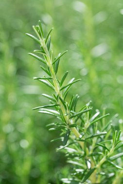 Biberiye bitki Bahçe