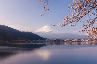 Sakura ağacıyla Fuji Dağı, Japonya 